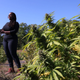 Jasmine Burems, co-owner of Claudine Field Apothecary farms, speaks as she gives a tour of her farm on October 07, 2022, in Columbia County, New York. NYS Office of Cannabis Management (OCM) made its final stop in its Harvest Tour at Claudine Field Apothecary farms, a Columbia County farm, whose farmers received a Conditional Cultivation license and are one of the first Black farmers in the legal adult-use cannabis industry. The OCM was created following the passing of the Marijuana Regulation and Taxation Act in March 2021.
